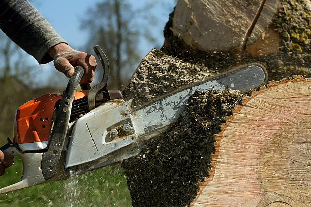 Hinckley, MN Tree Removal Company